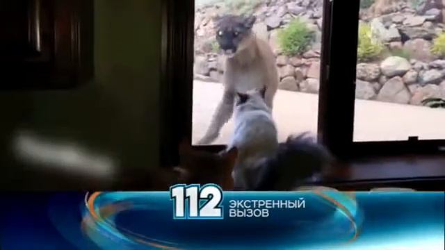 В Америке отважная кошка прогнала пуму от дома: ВИДЕО, 25 июня 2015 смотреть онлайн