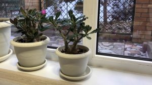 ОБЗОР МОИХ АДЕНИУМОВ И УХОД ЗА НИМИ