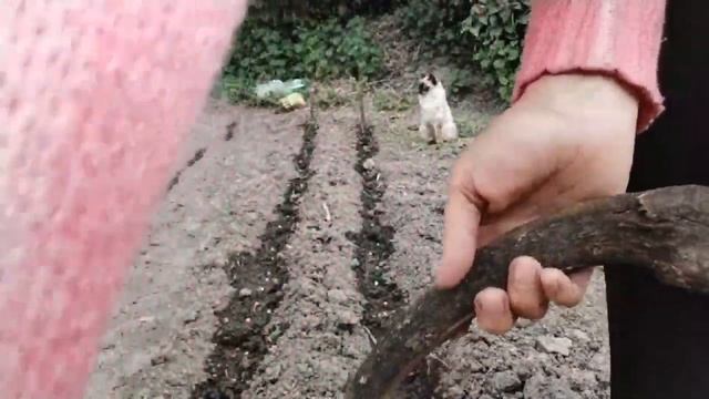 С какими растениями я сажаю огурцы. смотреть онлайн