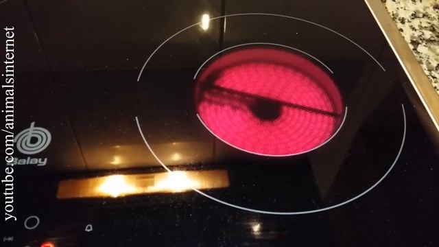 How to use a Balay (Bosch, Siemens) electric glass ceramic cooktop (stove) SCHOTT CERAN. 4K UHD смотреть онлайн