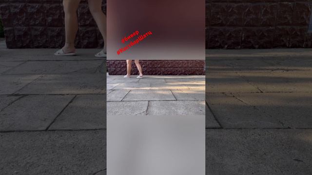 Бивер девочка Костбар Шатц Легенда 5 месяцев #бивер #биверщенки #puppy #купитьбивера #dog #doglover