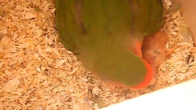 Кормление птенца, видео Юлии Кушнир смотреть онлайн