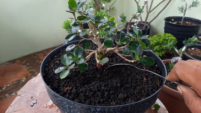 BAHAN BONSAI DOLAR MIKRO | Dolar mangkok mikro смотреть онлайн