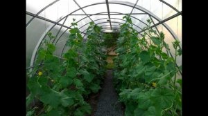 Схема посадки огурцов в теплице из поликарбоната