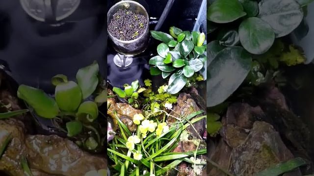 Палюдариум мини. Анубиас Нана. Гидрокотила. Эриокаулон. Буцефаландра. Папоротник смотреть онлайн