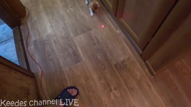 Я ужас, летящий на крыльях ночи со шкафа смотреть онлайн