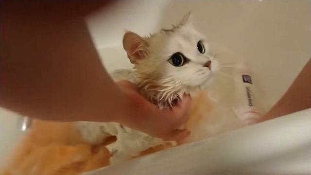 Мытьё кота смотреть онлайн