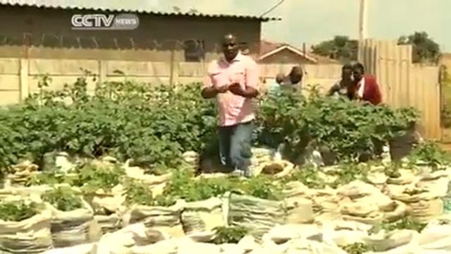 Технология выращивания картофеля в Африке смотреть онлайн