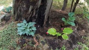 Красота и неприхотливость- Вот за что я люблю хосты.