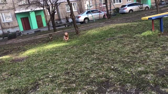 VLOG:ДЕНЬ С НАМИ.ВТОРАЯ ПРОГУЛКА ЩЕНКА ЙОРКА | ЙОРКШИРСКИЕ ТЕРЬЕРЫ смотреть онлайн