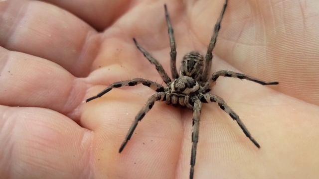 Огромный паук-волк смотреть онлайн