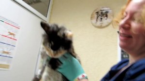 Кошка Зина. Снятие швов кошке.