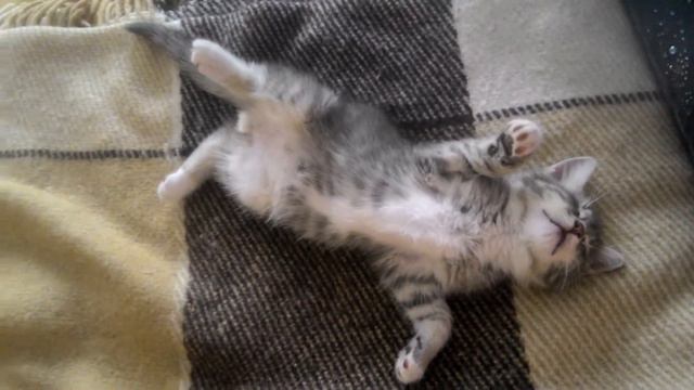 Котёнок мило спит ♡