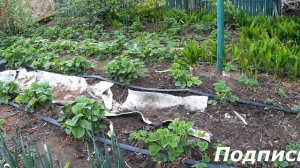 Шесть вариантов применения геотекстиля на даче.