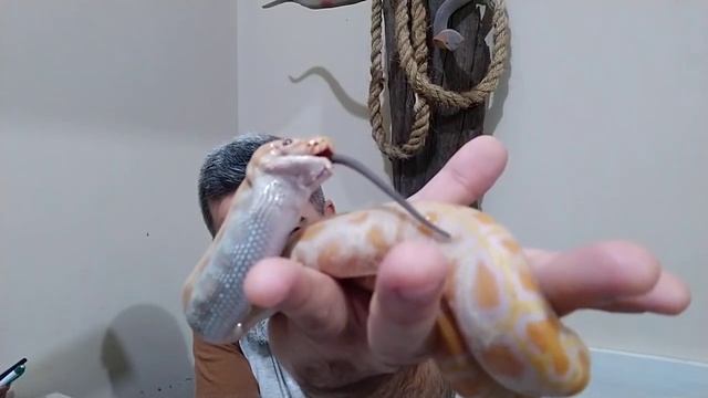 Cobra engolindo cobra! Mussurana comendo uma Python albina. Python se alimentando de um rato смотреть онлайн