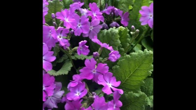 Сеянцы примулы Зибольда( Primula sieboldii).Цветение примулы у меня в саду видео смотреть онлайн