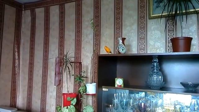 Canario. 20. 05. 2016.  кенар  (ждут птенцов)