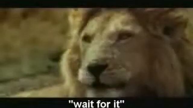 Blonde antelope смотреть онлайн