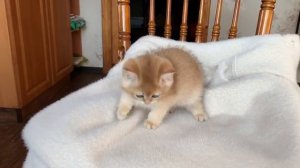 Британский котенок золотая шиншилла