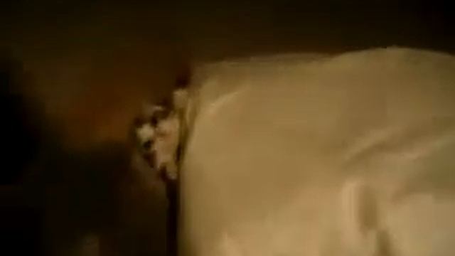 Как уложить слишком активного котенка спать. смотреть онлайн
