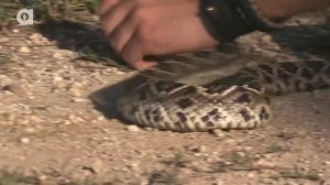 ОГРОМНЫЕ КЛЫКИ РОМБИЧЕСКОГО ГРЕМУЧНИКА / ЯДОВИТАЯ ЗМЕЯ / Койот Питерсон на русском