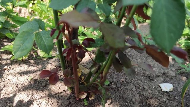 Базальные побеги у роз, Вот это результат смотреть онлайн