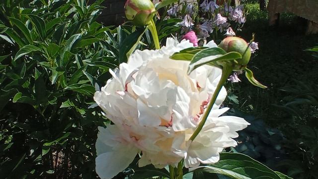 Женственность?возраст? отвечаю на ваши комментарии. смотреть онлайн