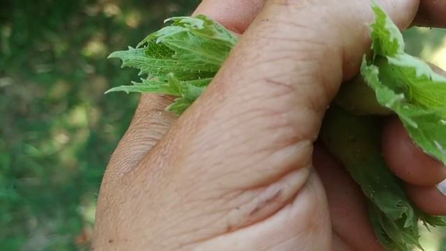 Filbert / Hazelnut (Corylus maxima) смотреть онлайн
