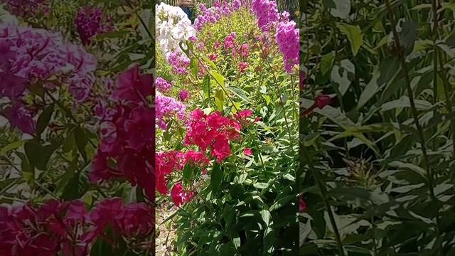 Флоксы на даче смотреть онлайн