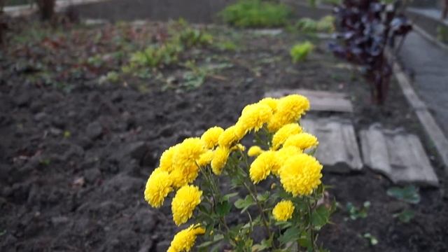 Как снимает видео Sony A3000 (вариант 1) смотреть онлайн