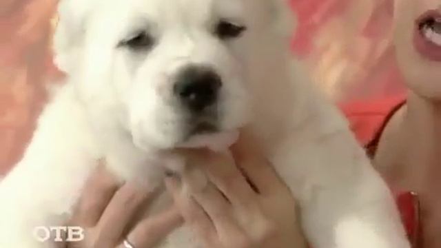 Алабай смотреть онлайн