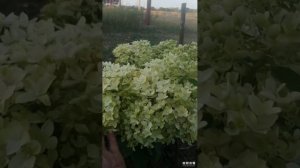 Метельчатая гортензия Дентель де Горон