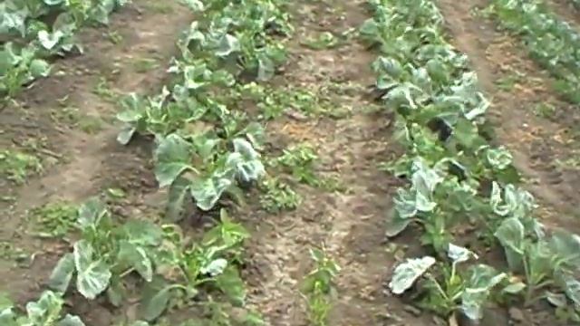 Как растёт капуста смотреть онлайн