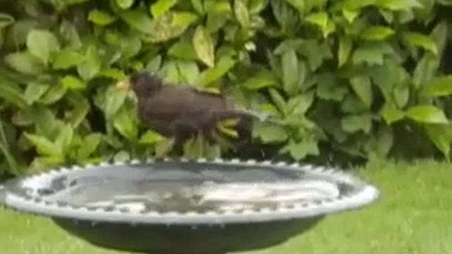 blackbird bath slowmo смотреть онлайн