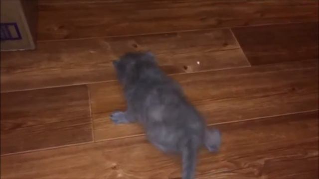 Шотландские котята учатся ходить :) Очень милые:) смотреть онлайн