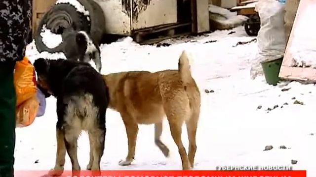 Воронеж. "Приют" бродячих псов среди гаражей смотреть онлайн