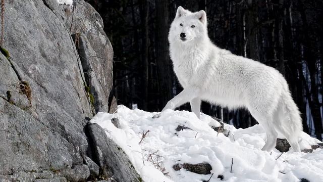 Картинка животное. Хищник, зима, волк, волчица, лес, камни, белый, природа, снег. смотреть онлайн