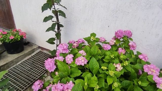 Мой цветущий дворик в конце июля? Коллекция гортензий и роз????
