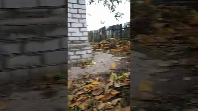 Наша собака Динка лабрадор-ретиривер 6 месяцев смотреть онлайн