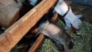 Покроет ли коз  мелкий, молодой козлик? Как «работает козел - гермофрадит?!