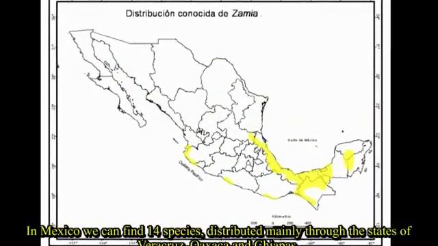 zamia смотреть онлайн