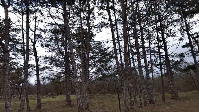 Зарядка бодрости. Прогулка по бору 3000 шагов.