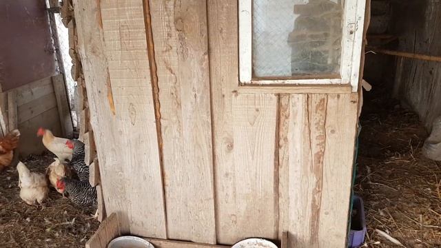 Борьба с мышами.Как избавиться от мышей в курятнике. смотреть онлайн