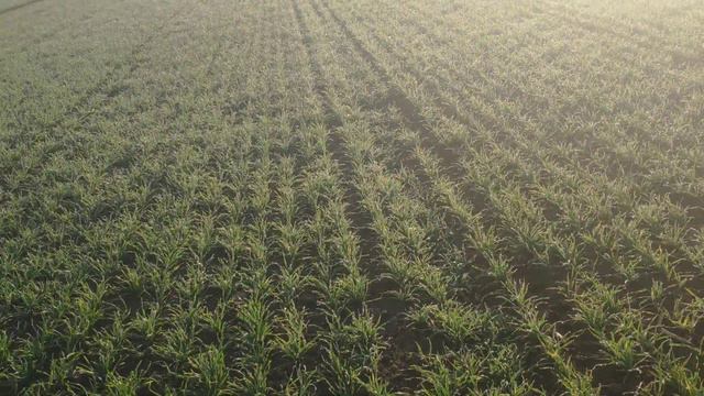 Озимая пшеница, осень 2019 г.,кущение,внесение росторегулятора. смотреть онлайн