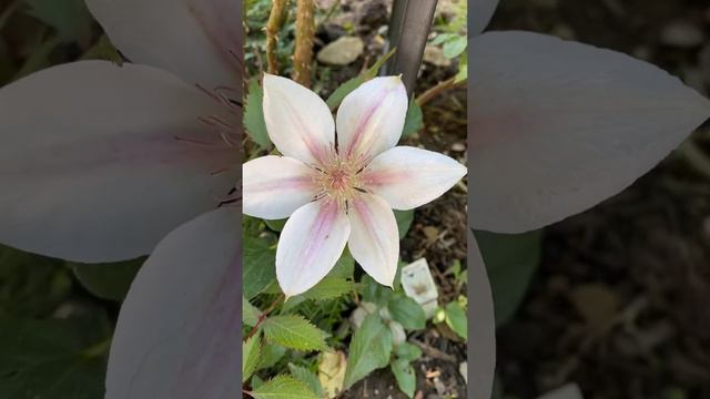 Clematis Corinne Zero 4-9 смотреть онлайн