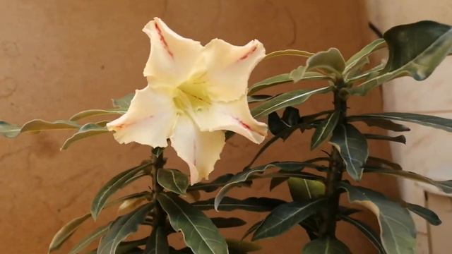 Двойняшка зацвел, красивый однако. смотреть онлайн