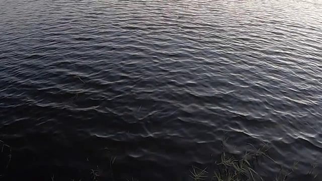 A Closer Look at the NEW MEGABASS BIG GABOT - Topwater Largemouth Frog Lure смотреть онлайн