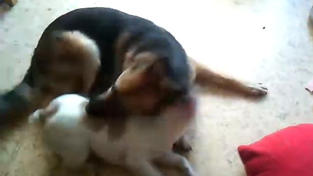 идёт борьба. кто победит в борьбе .....новый друг. смотреть онлайн