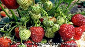 Клубника Богота