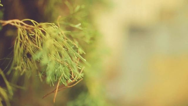 Rokinon Cine Lens Whit Canon C100 смотреть онлайн